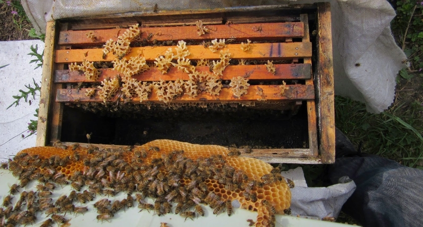 Propolis Nedir ?